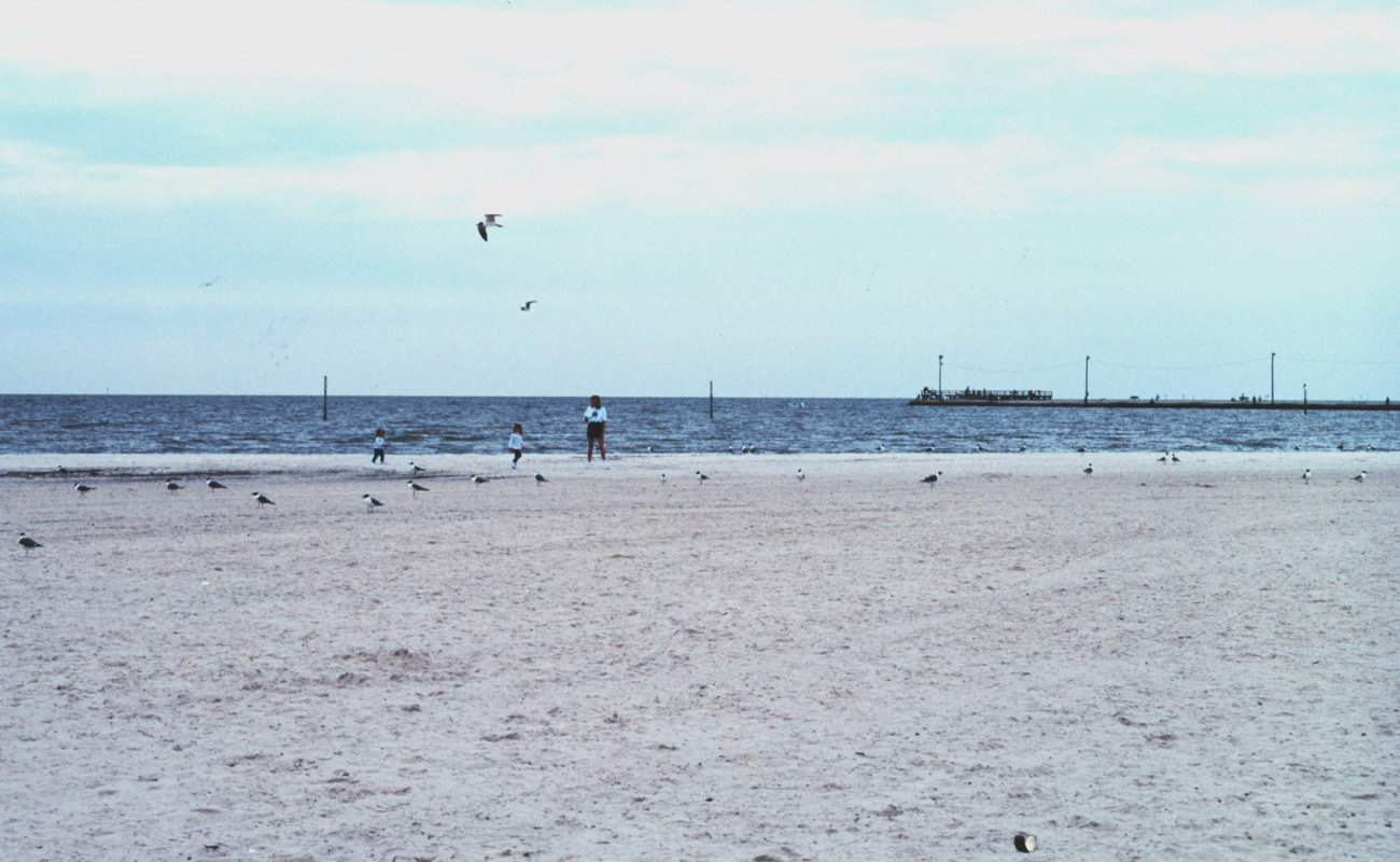 Sea birds along a nearly deserted beach (Image credit: Lauri Lawson) Sea birds along a nearly deserted beach