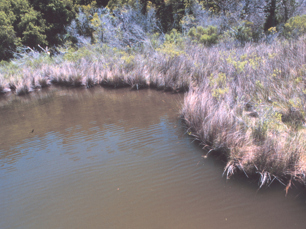 Wetlands in Albemarle Sound area (Image credit: Mr. William Folsom) Wetlands in Albemarle Sound area