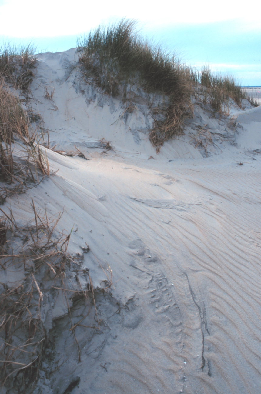 Wind-swept dunes near the abandoned Coast Guard Station