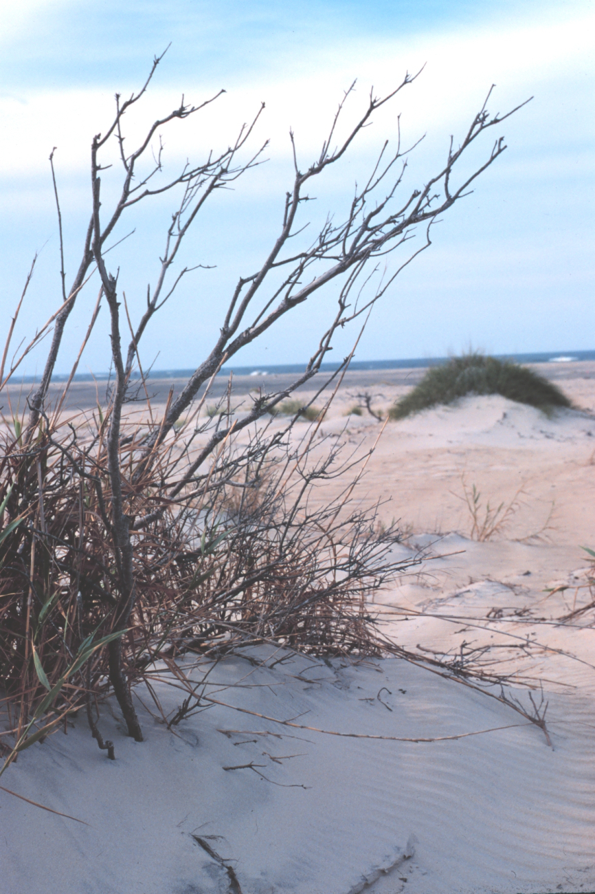 Wind-swept dunes near the abandoned Coast Guard Station (Image credit: Mr. Edward J. Pastula) Wind-swept dunes near the abandoned Coast Guard Station