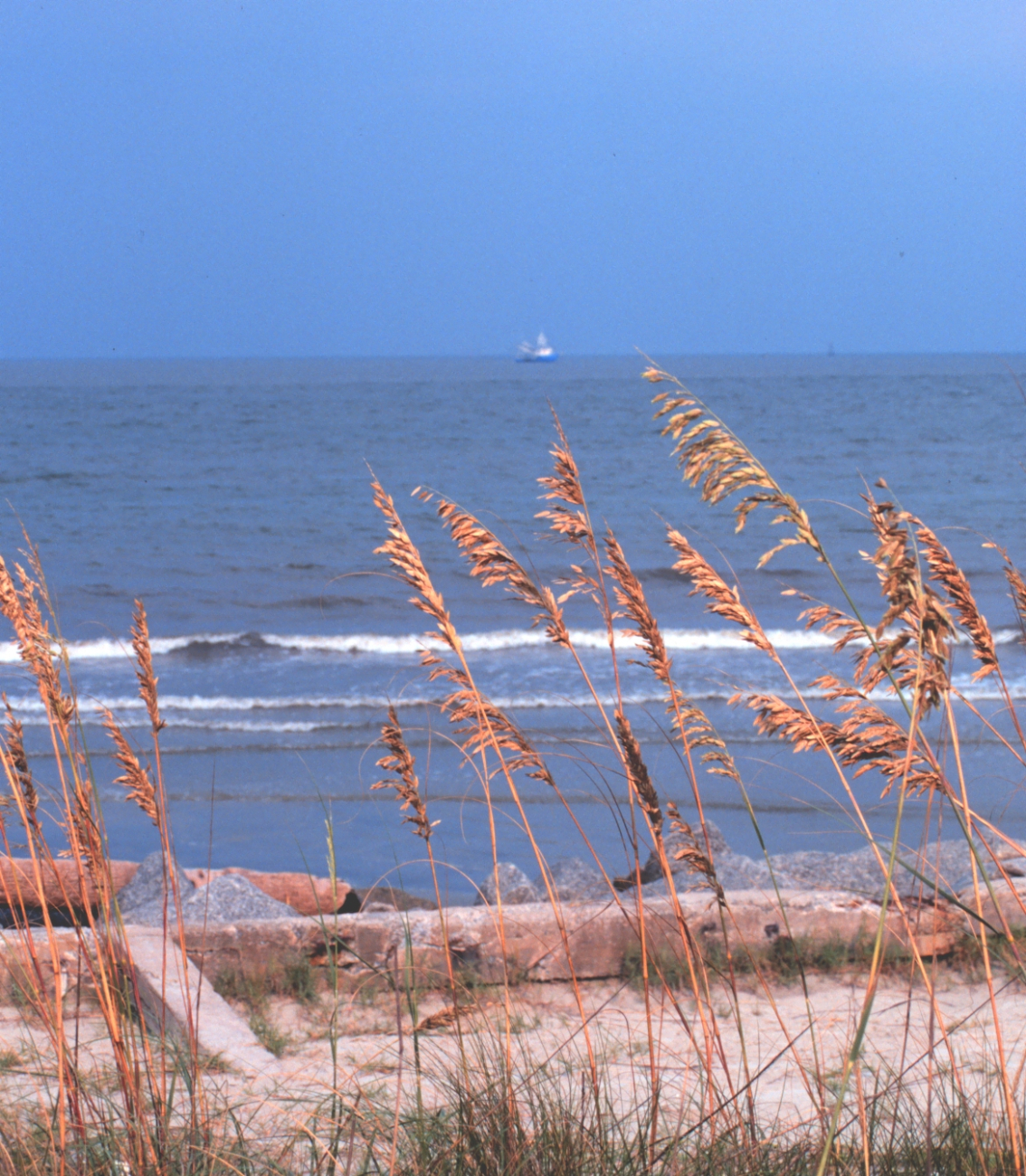Looking through the sea oats to the Atlantic Ocean (Image credit: Mr. William B. Folsom) Looking through the sea oats to the Atlantic Ocean