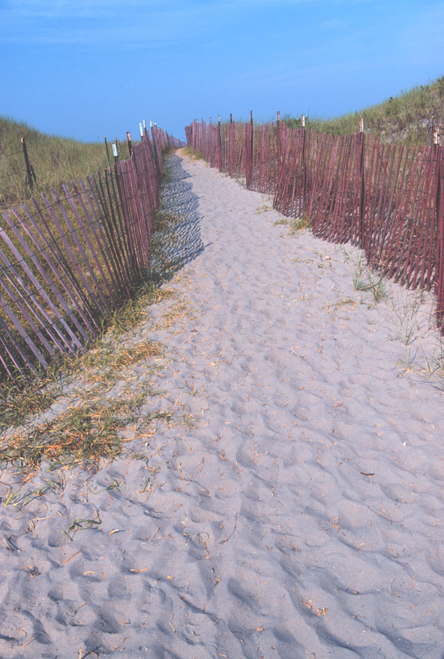 A path through the dunes (Image credit: Mr. William B. Folsom) A path through the dunes