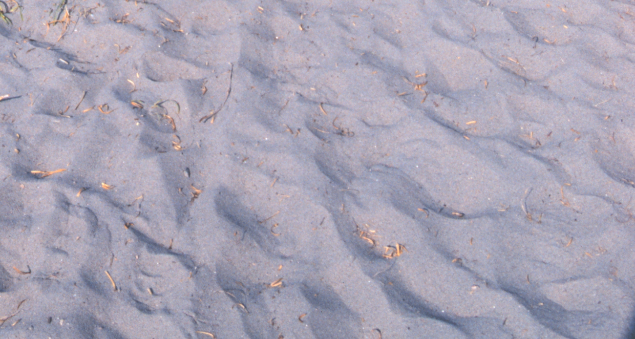 Wind-sculpted sand on a path through the dunes (Image credit: Mr. William B. Folsom) Wind-sculpted sand on a path through the dunes