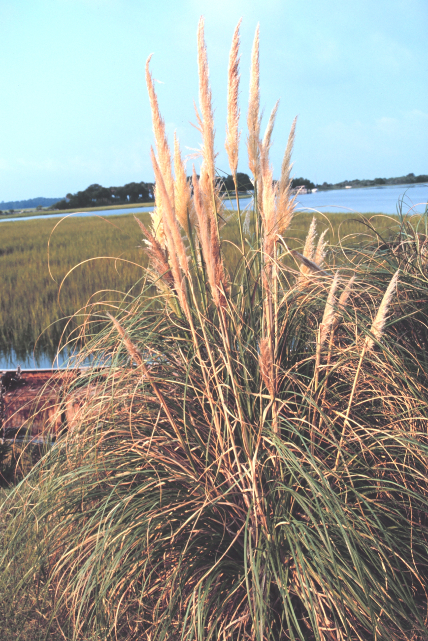 A large phragmites plant in the wetlands of Folly Island (Image credit: Mr. William B. Folsom) A large phragmites plant in the wetlands of Folly Island