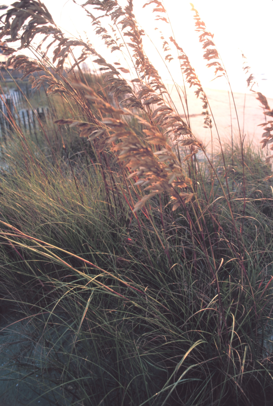 Sea oats in the morning sun (Image credit: Mr. William B. Folsom) Sea oats in the morning sun