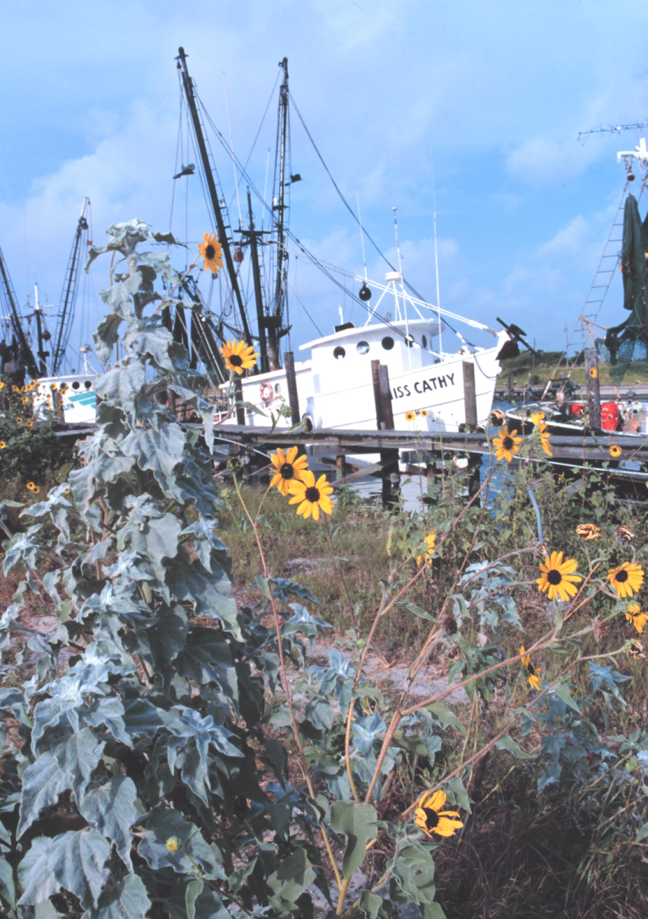 Shrimp boats and sunflowers at Conn Brown Harbor (Image credit: Mr. William B. Folsom) Shrimp boats and sunflowers at Conn Brown Harbor