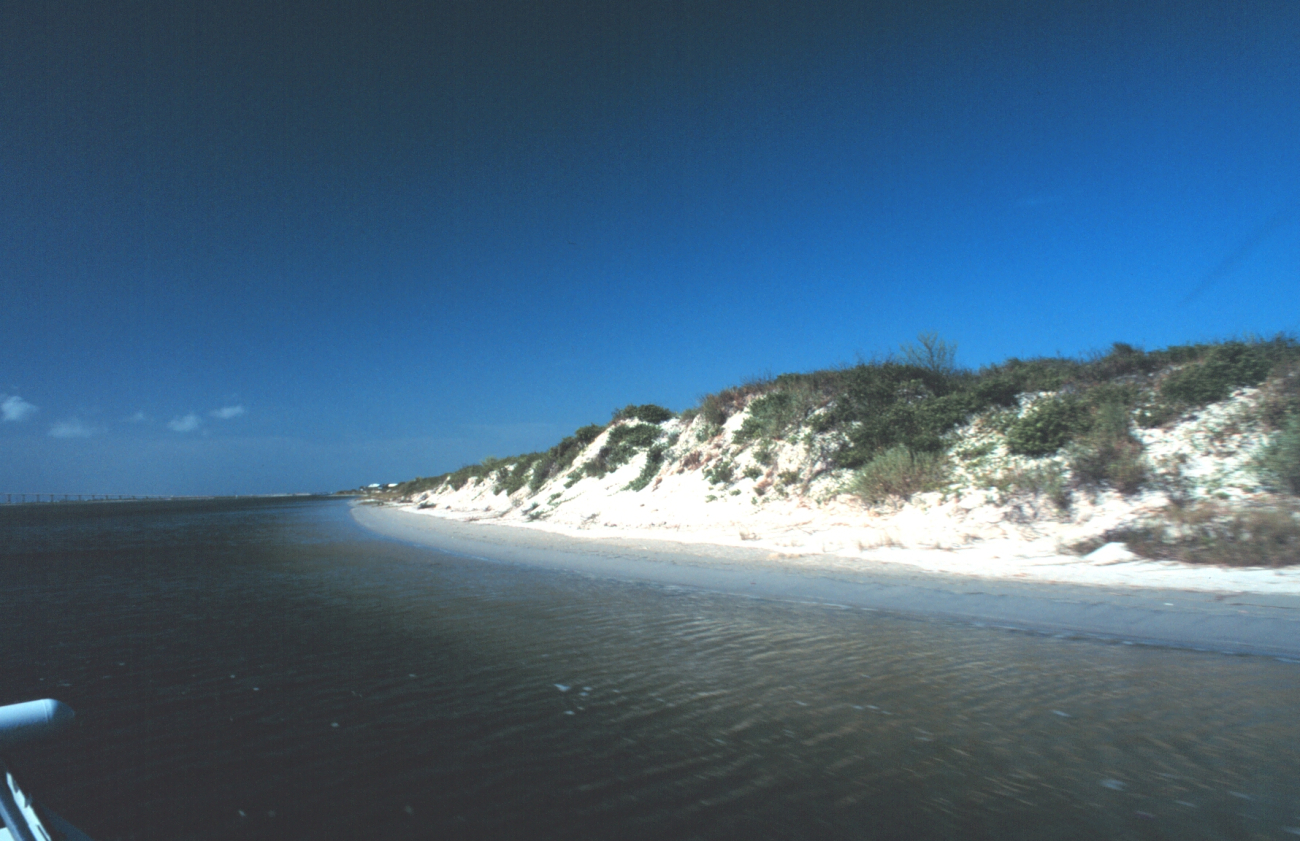 Vegetation-covered dunes on the west side of Padre Island (Image credit: Mr. William B. Folsom) Vegetation-covered dunes on the west side of Padre Island