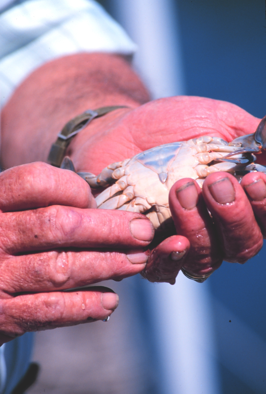 Holding a soft-shell peeler crab (female) (Image credit: Mr. William B. Folsom) Holding a soft-shell peeler crab (female)