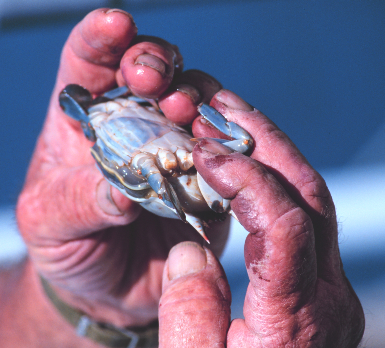 Holding a soft-shell peeler crab (female) (Image credit: Mr. William B. Folsom) Holding a soft-shell peeler crab (female)