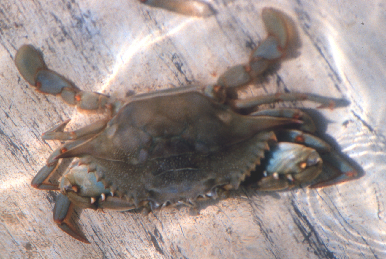 A peeler crab (female) (Image credit: Mr. William B. Folsom) A peeler crab (female)