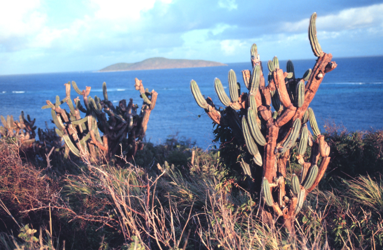 The Virgin Islands - tropical or desert? Cactus on the north side of St (Image credit: Mr. Sean Linehan) The Virgin Islands - tropical or desert? Cactus on the north side of St