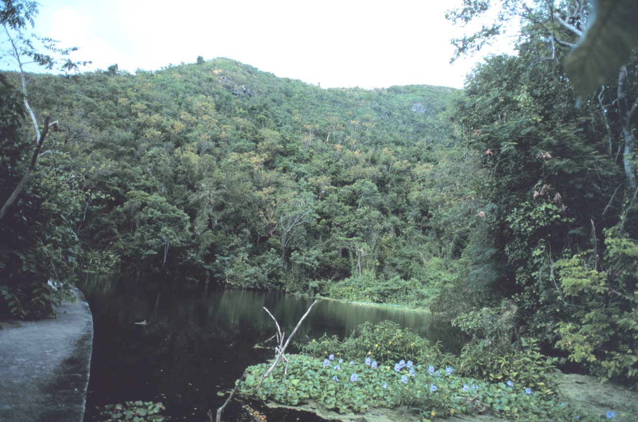 The Virgin Islands - tropical or desert? Shallow stream andrainforest on the west end of St (Image credit: Mr. Sean Linehan) The Virgin Islands - tropical or desert? Shallow stream andrainforest on the west end of St