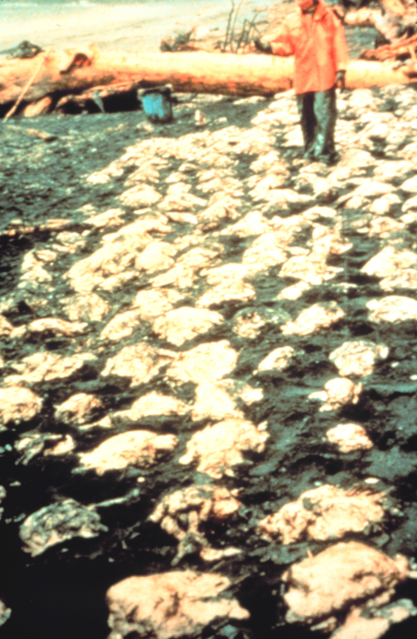 Oiled dead birds (Image credit: EXXON VALDEZ Oil Spill Trustee Council) Oiled dead birds
