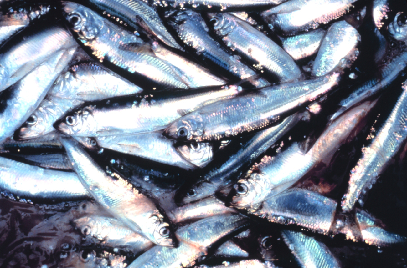 Dead fish (Image credit: EXXON VALDEZ Oil Spill Trustee Council) Dead fish