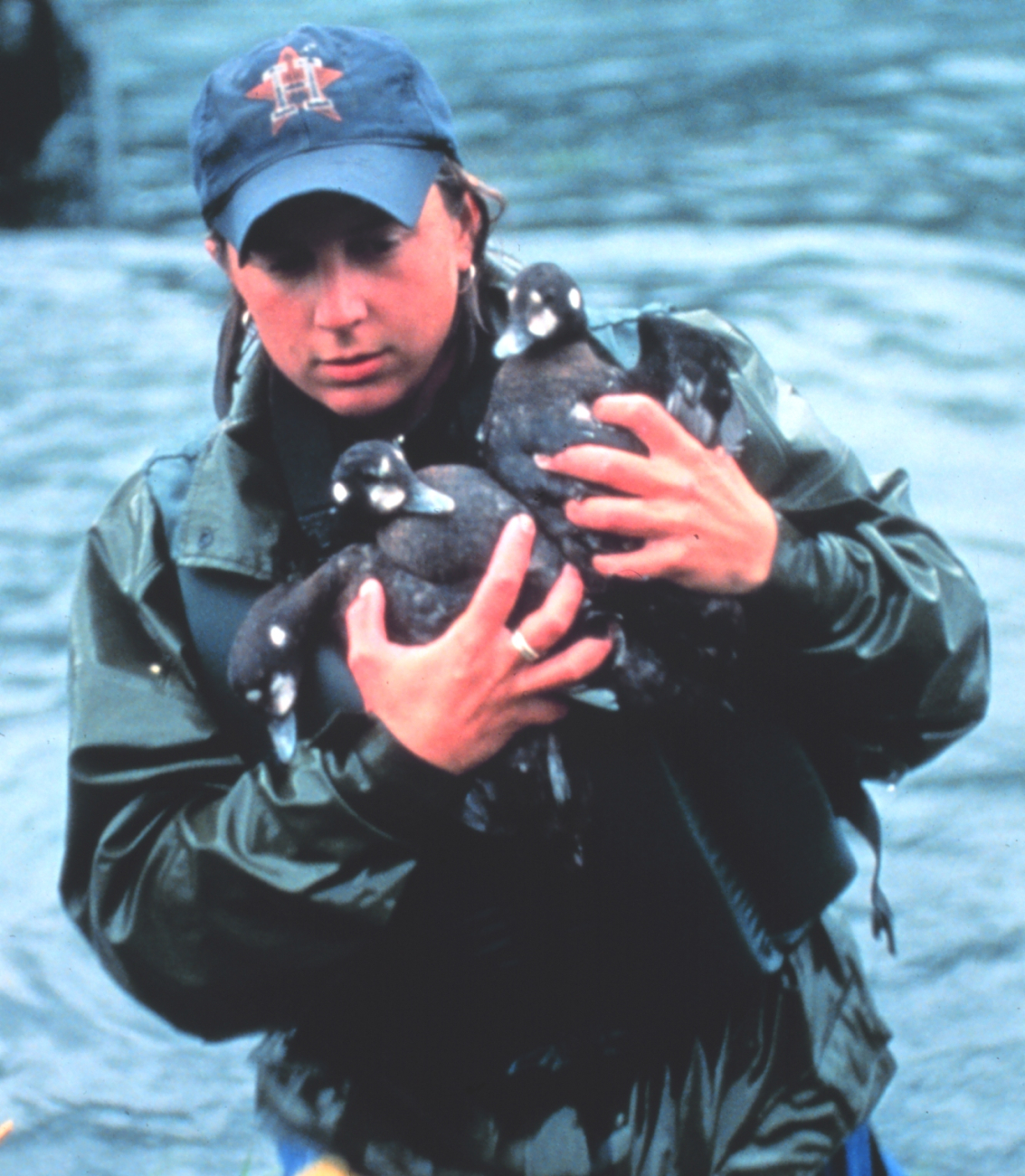 Rescuing oiled bald eagle (Image credit: EXXON VALDEZ Oil Spill Trustee Council) Rescuing oiled bald eagle