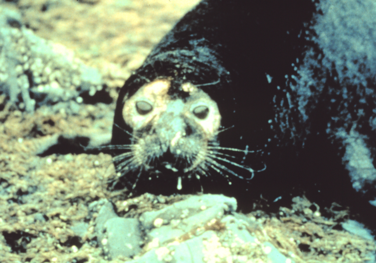 Oil covered seal (Image credit: EXXON VALDEZ Oil Spill Trustee Council) Oil covered seal