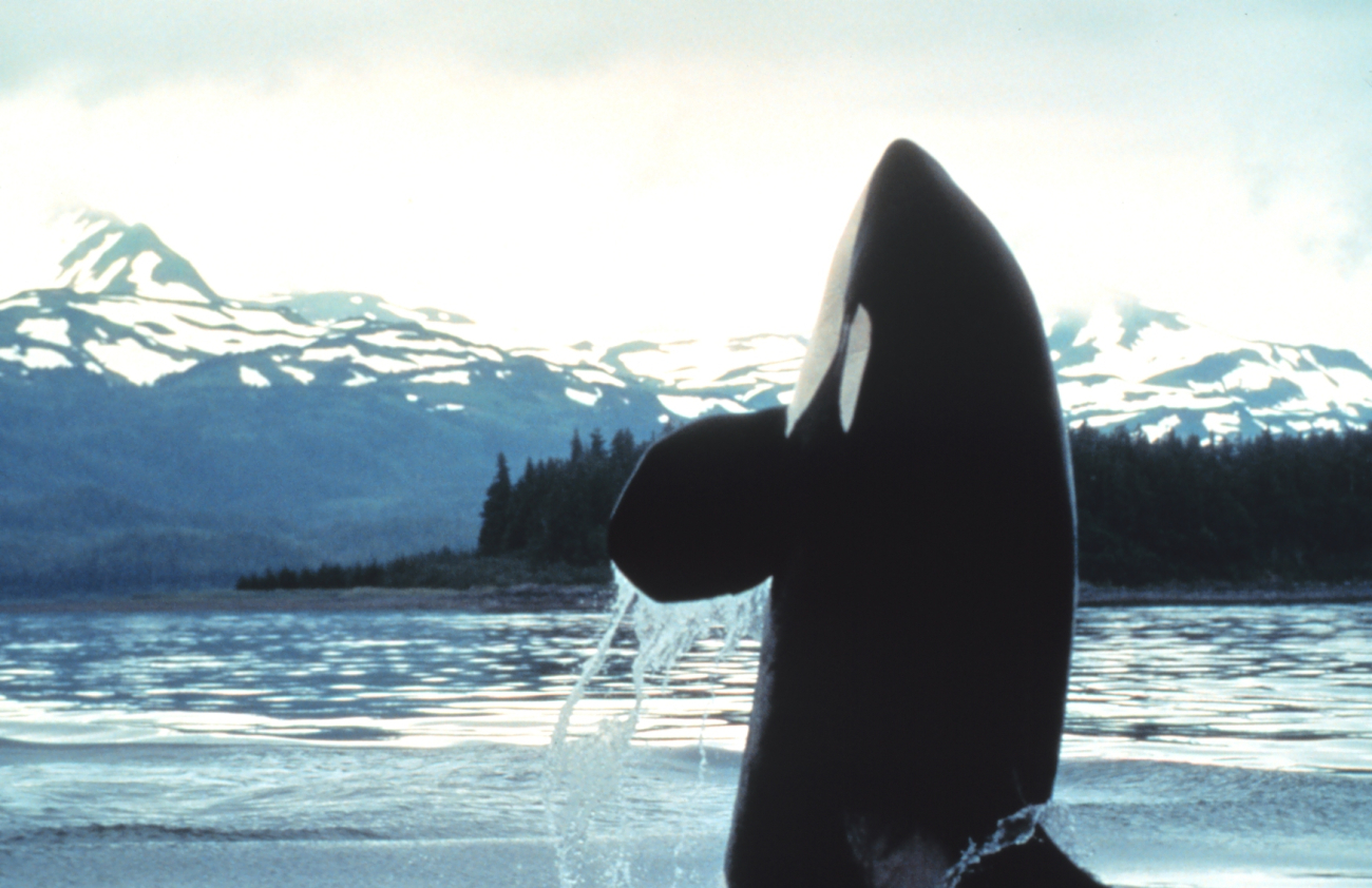 Killer whale spy hopping (Image credit: EXXON VALDEZ Oil Spill Trustee Council) Killer whale spy hopping