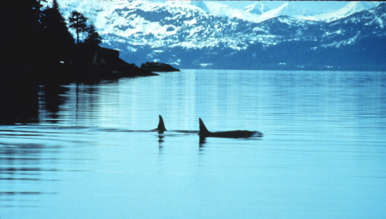 Two killer whales in Prince William Sound (Image credit: EXXON VALDEZ Oil Spill Trustee Council) Two killer whales in Prince William Sound