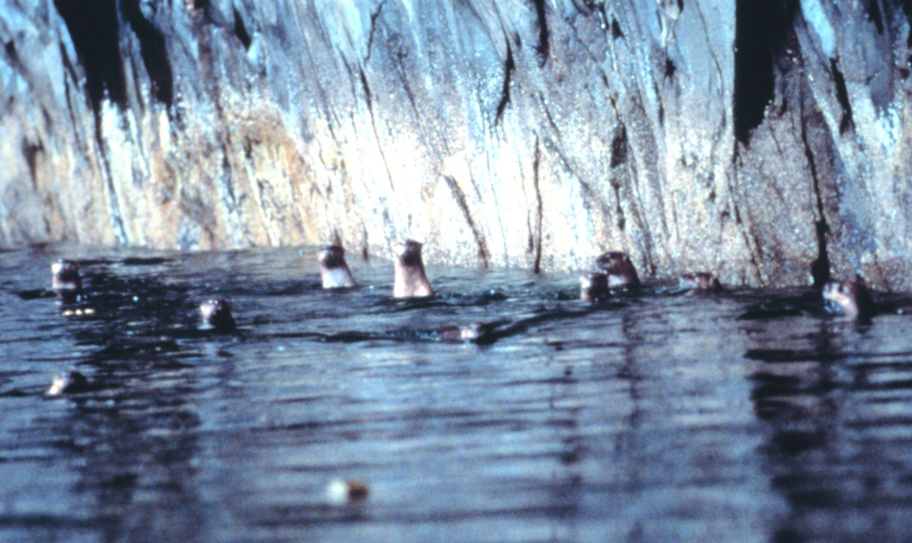 A pod of sea otters (Image credit: EXXON VALDEZ Oil Spill Trustee Council) A pod of sea otters