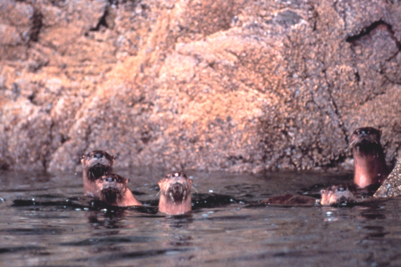 Curious sea otters checking out the photographer (Image credit: EXXON VALDEZ Oil Spill Trustee Council) Curious sea otters checking out the photographer