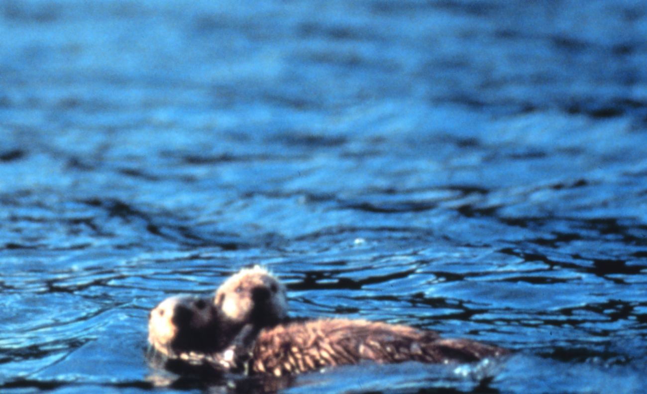Sea otters on surface (Image credit: EXXON VALDEZ Oil Spill Trustee Council) Sea otters on surface
