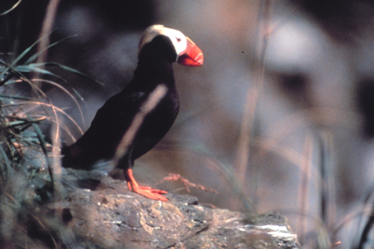 Tufted puffin (Image credit: EXXON VALDEZ Oil Spill Trustee Council) Tufted puffin