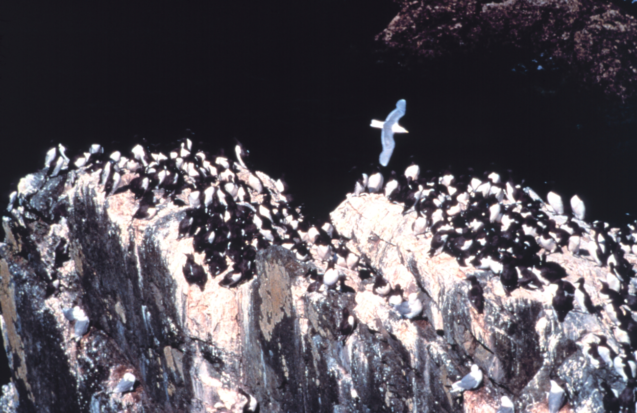 Murre colony (Image credit: EXXON VALDEZ Oil Spill Trustee Council) Murre colony