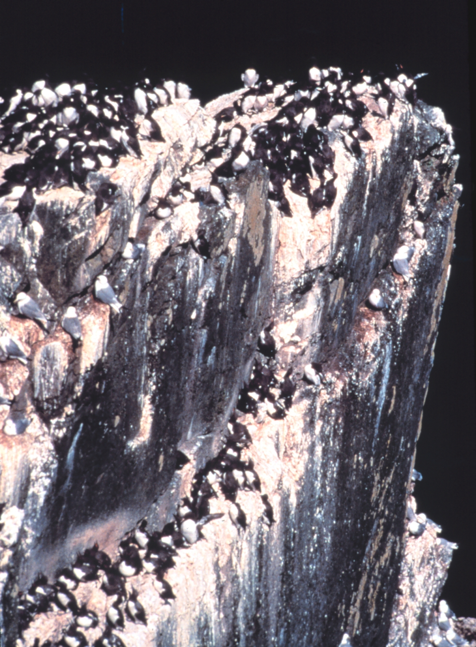 Murre colony (Image credit: EXXON VALDEZ Oil Spill Trustee Council) Murre colony