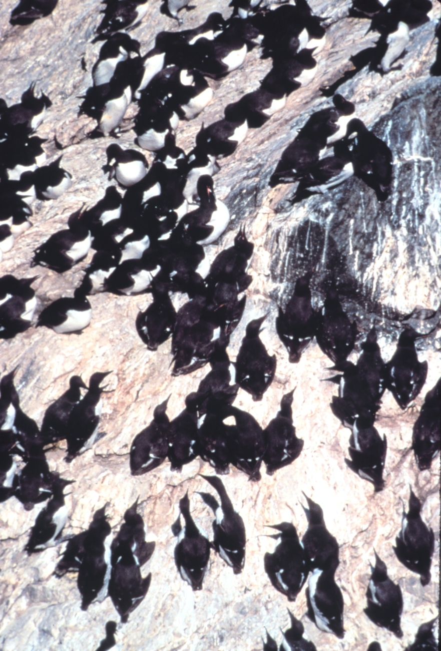Murre colony (Image credit: EXXON VALDEZ Oil Spill Trustee Council) Murre colony