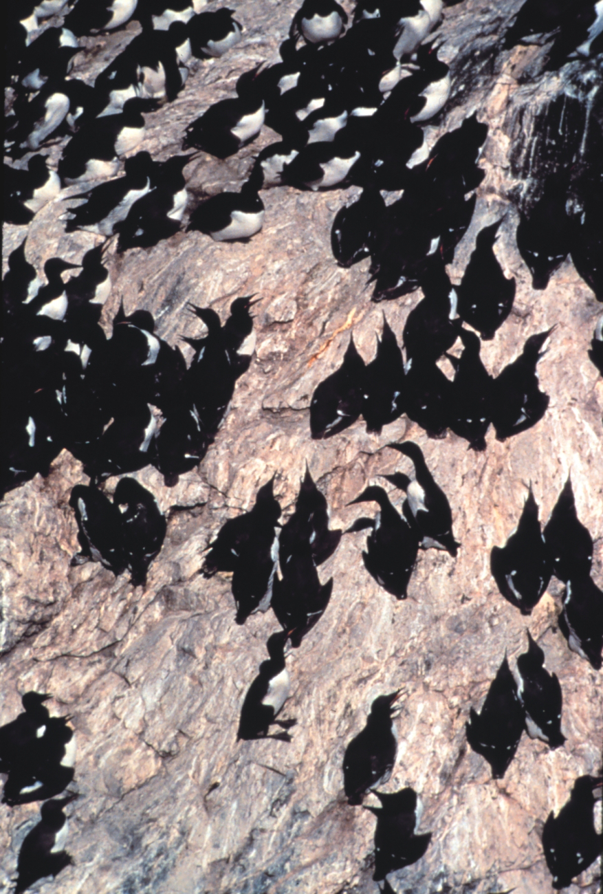 Murre colony (Image credit: EXXON VALDEZ Oil Spill Trustee Council) Murre colony