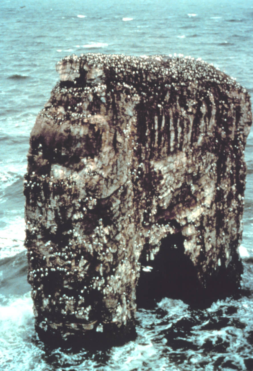 Murre colony (Image credit: EXXON VALDEZ Oil Spill Trustee Council) Murre colony