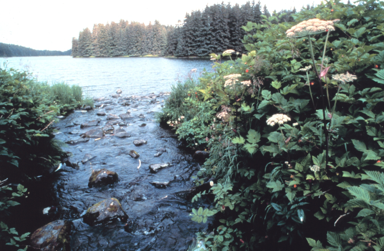 A small stream emptying to an arm of the sea (Image credit: EXXON VALDEZ Oil Spill Trustee Council) A small stream emptying to an arm of the sea