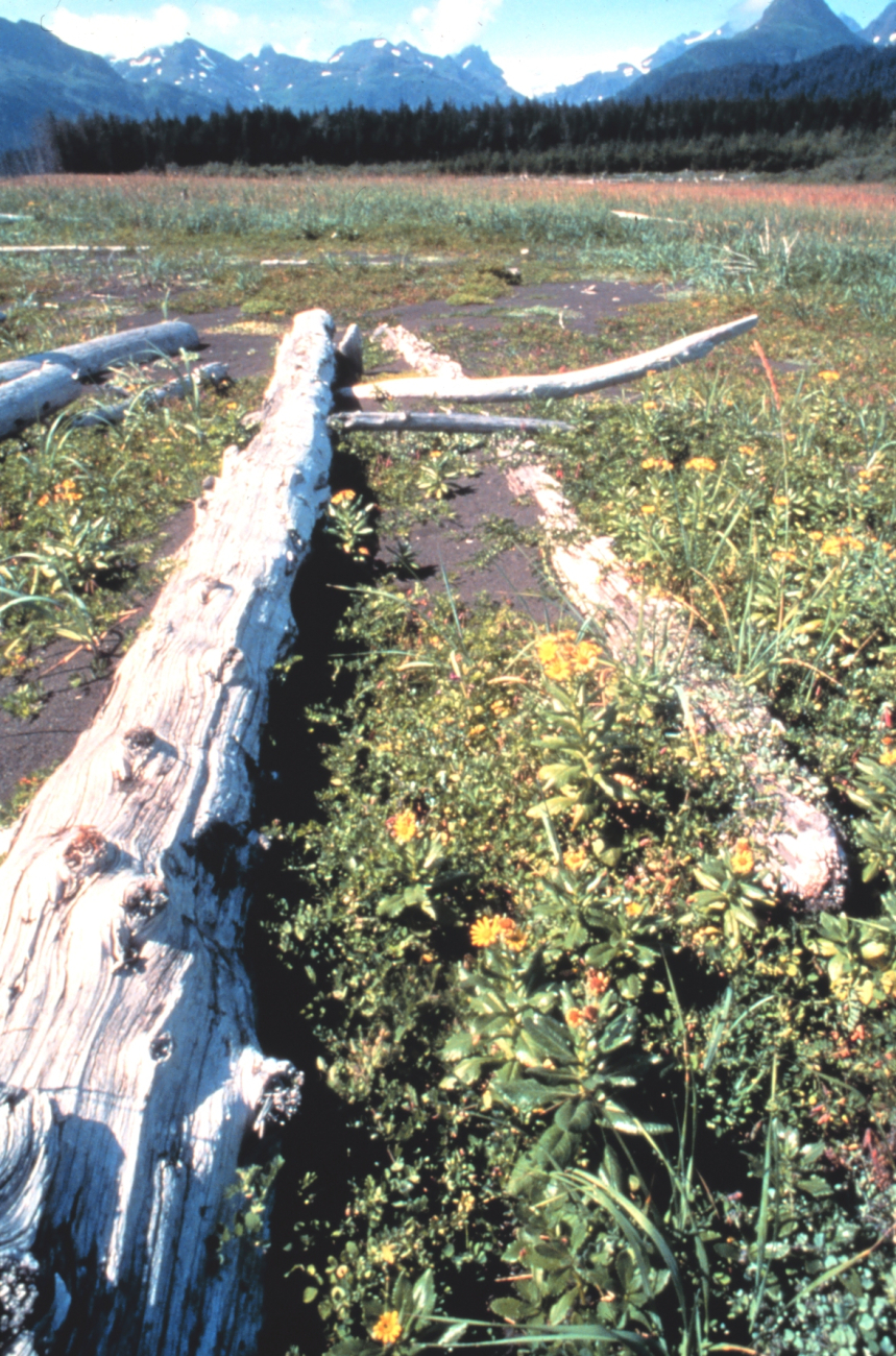 Driftwood on coastal meadow, a reminder of violent winter surf and storms (Image credit: EXXON VALDEZ Oil Spill Trustee Council) Driftwood on coastal meadow, a reminder of violent winter surf and storms