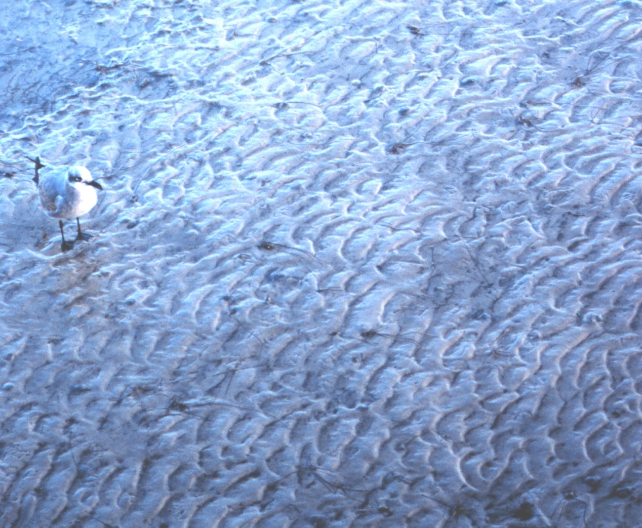 Gull on a sandy bottom area at low tide line1613.jpg Gull on a sandy bottom area at low tide