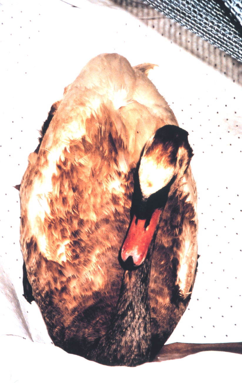 An oiled swan, one of many wildlife victims of the April 7th oil spill inSwanson Creek (Image credit: Mary Hollinger) An oiled swan, one of many wildlife victims of the April 7th oil spill inSwanson Creek
