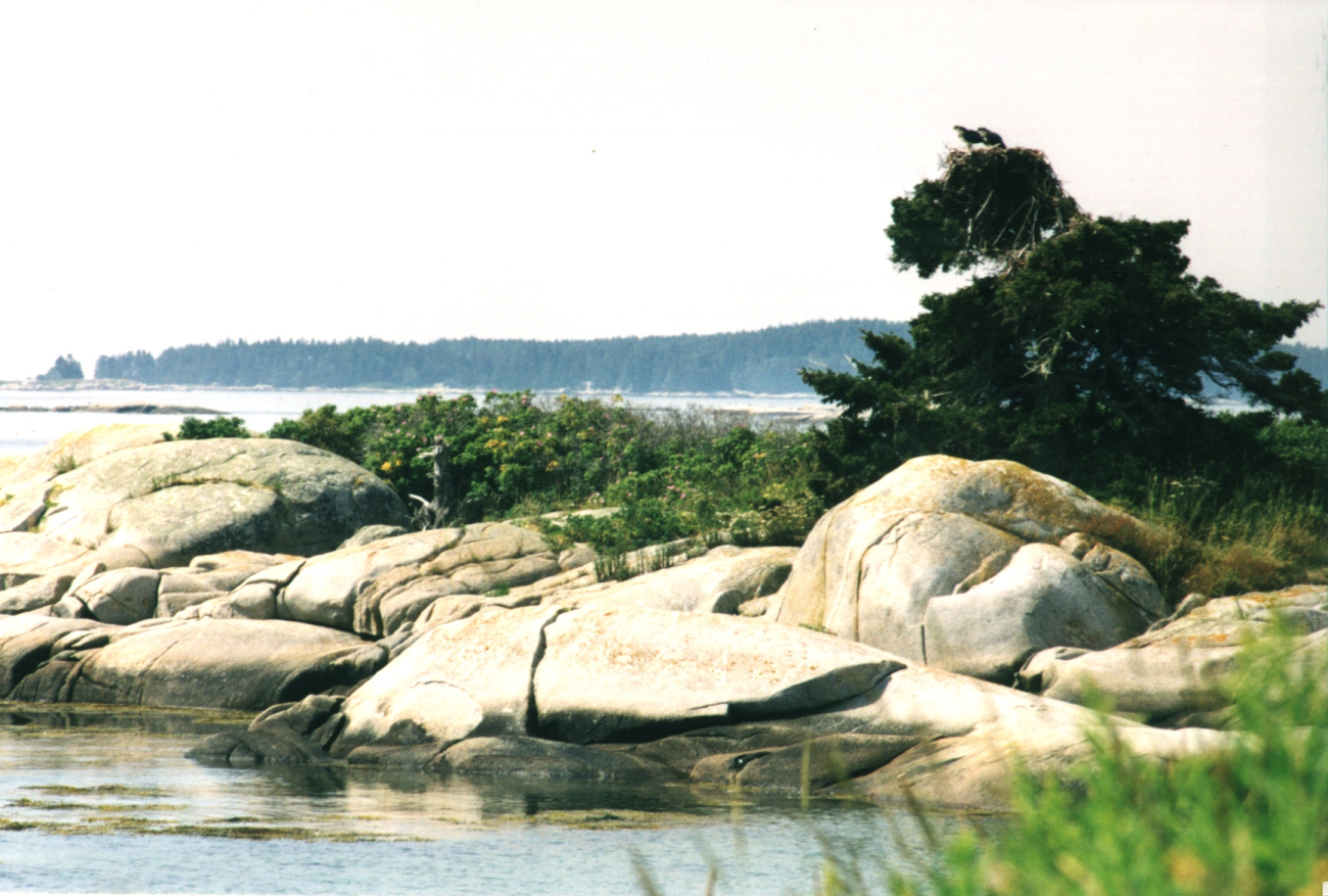 Birch Island glacial sculpted smooth rocky point with ospreys on pitch pine (Image credit: Mr. David Sinson) Birch Island glacial sculpted smooth rocky point with ospreys on pitch pine