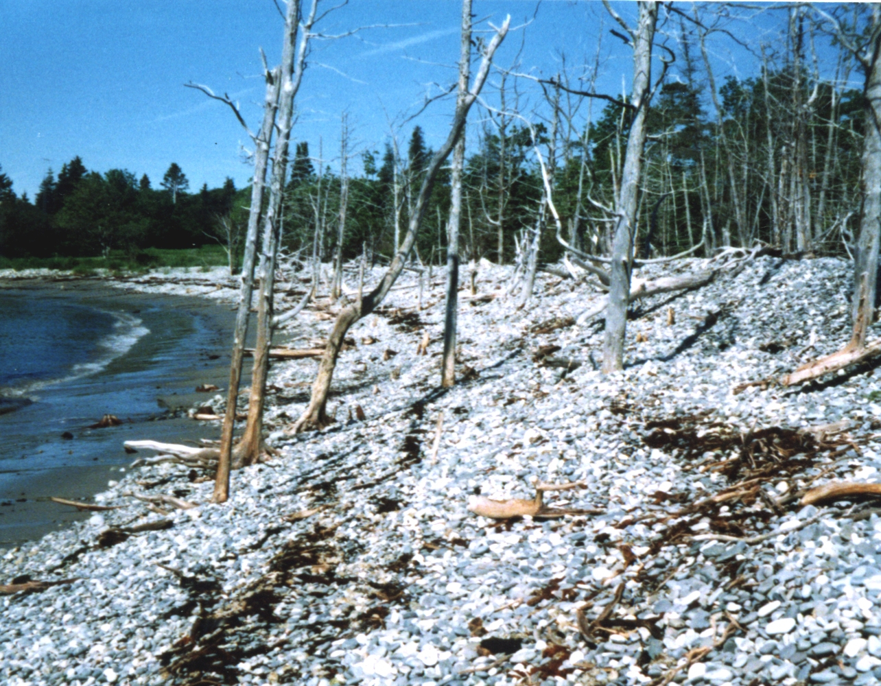Mosquito Cove cobble beach showing progressive landward migration of shoreline (Image credit: Mr. David Sinson) Mosquito Cove cobble beach showing progressive landward migration of shoreline