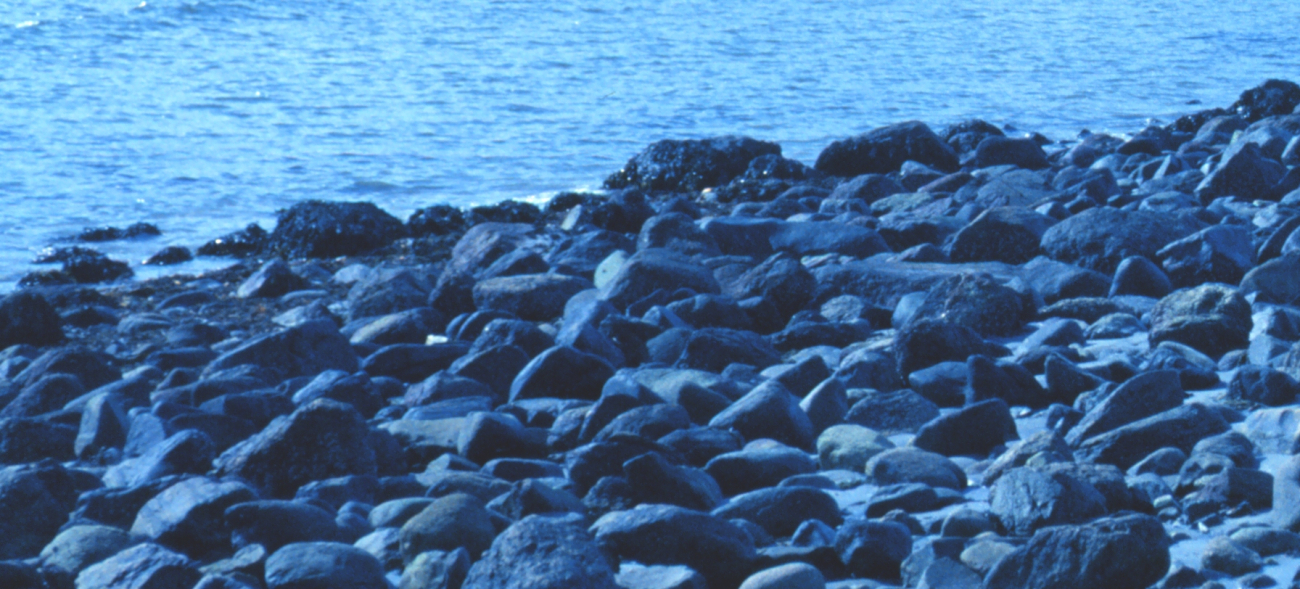 Detail of cobble beach at Odiorne Point State Park (Image credit: Mr. Sean Linehan) Detail of cobble beach at Odiorne Point State Park