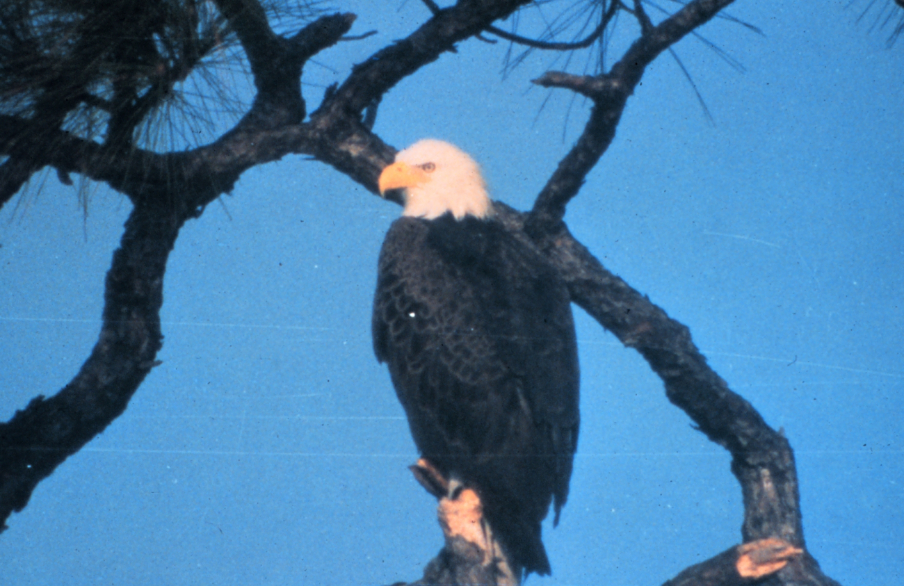 The bald eagle is one of 14 threatened and endangered species making their homes within Canaveral National Seashore (Image credit: Courtesy of NPS - Canaveral National Seashore) The bald eagle is one of 14 threatened and endangered species making their homes within Canaveral National Seashore
