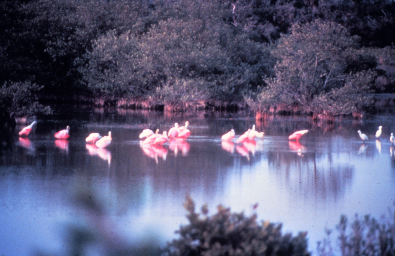 Roseate spoonbills - Ajaia Ajaja - can be seen feeding in the salt marsh areasof Canaveral National Seashore during the spring and fall (Image credit: Courtesy of NPS - Canaveral National Seashore) Roseate spoonbills - Ajaia Ajaja - can be seen feeding in the salt marsh areasof Canaveral National Seashore during the spring and fall