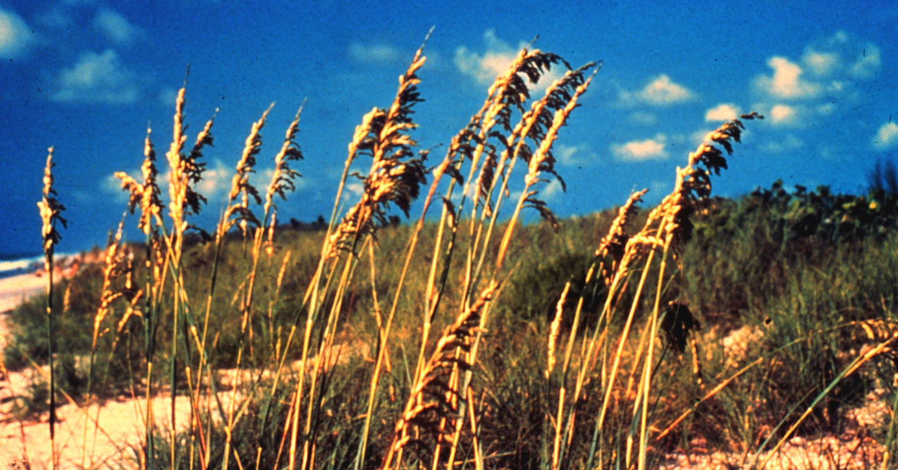 Sea oats are one of the important plants found on the sand dunes withinCanaveral National Seashore (Image credit: Courtesy of NPS - Canaveral National Seashore) Sea oats are one of the important plants found on the sand dunes withinCanaveral National Seashore