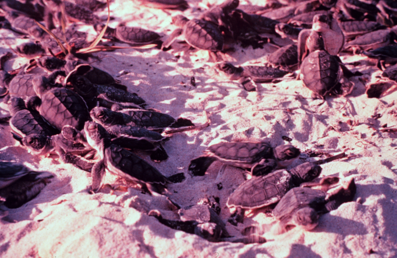 Two months after the female loggerhead sea turtles nest on the beaches withinCanaveral National Seashore, 80-100 baby sea turtles emerge from each nest andmake their way to the ocean (Image credit: Courtesy of NPS - Canaveral National Seashore) Two months after the female loggerhead sea turtles nest on the beaches withinCanaveral National Seashore, 80-100 baby sea turtles emerge from each nest andmake their way to the ocean