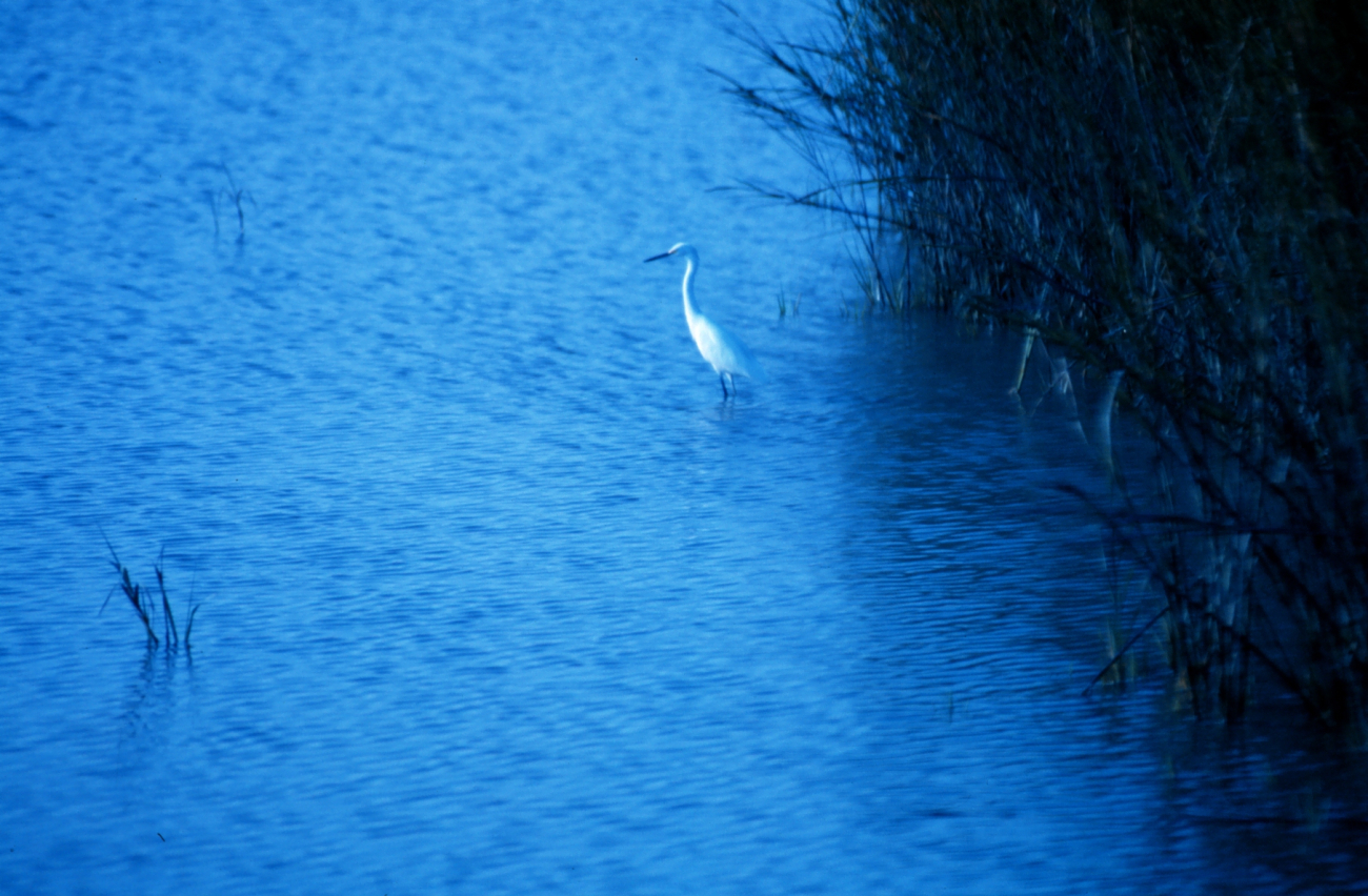 A great white egret in the tidal waters of Charleston harbor (Image credit: Mr. Sean Linehan) A great white egret in the tidal waters of Charleston harbor