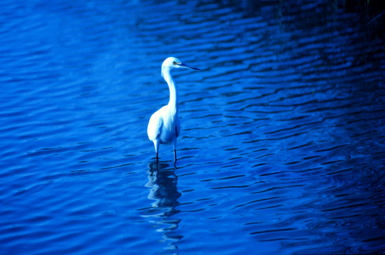 A great white egret in the tidal waters of Charleston harbor (Image credit: Mr. Sean Linehan) A great white egret in the tidal waters of Charleston harbor