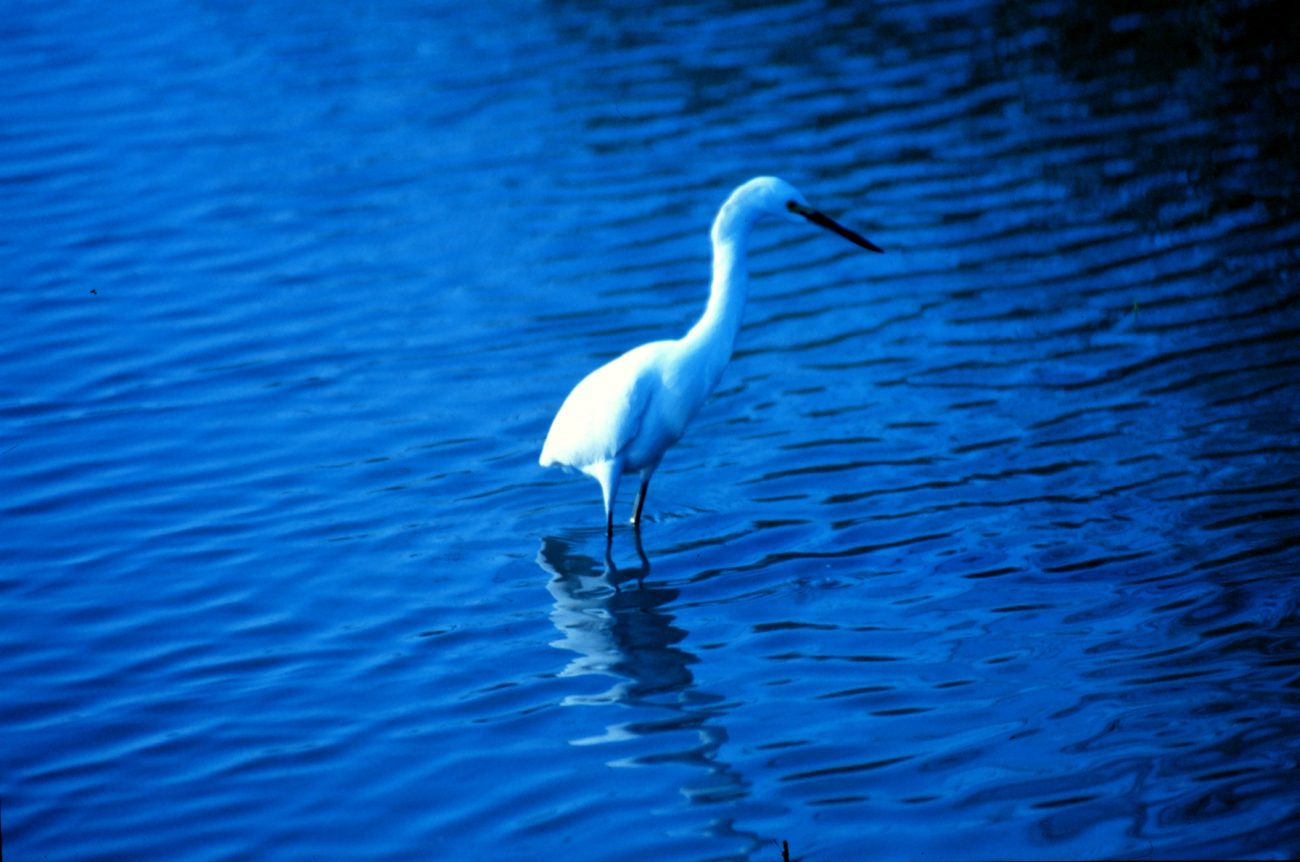 A great white egret in the tidal waters of Charleston harbor (Image credit: Mr. Sean Linehan) A great white egret in the tidal waters of Charleston harbor