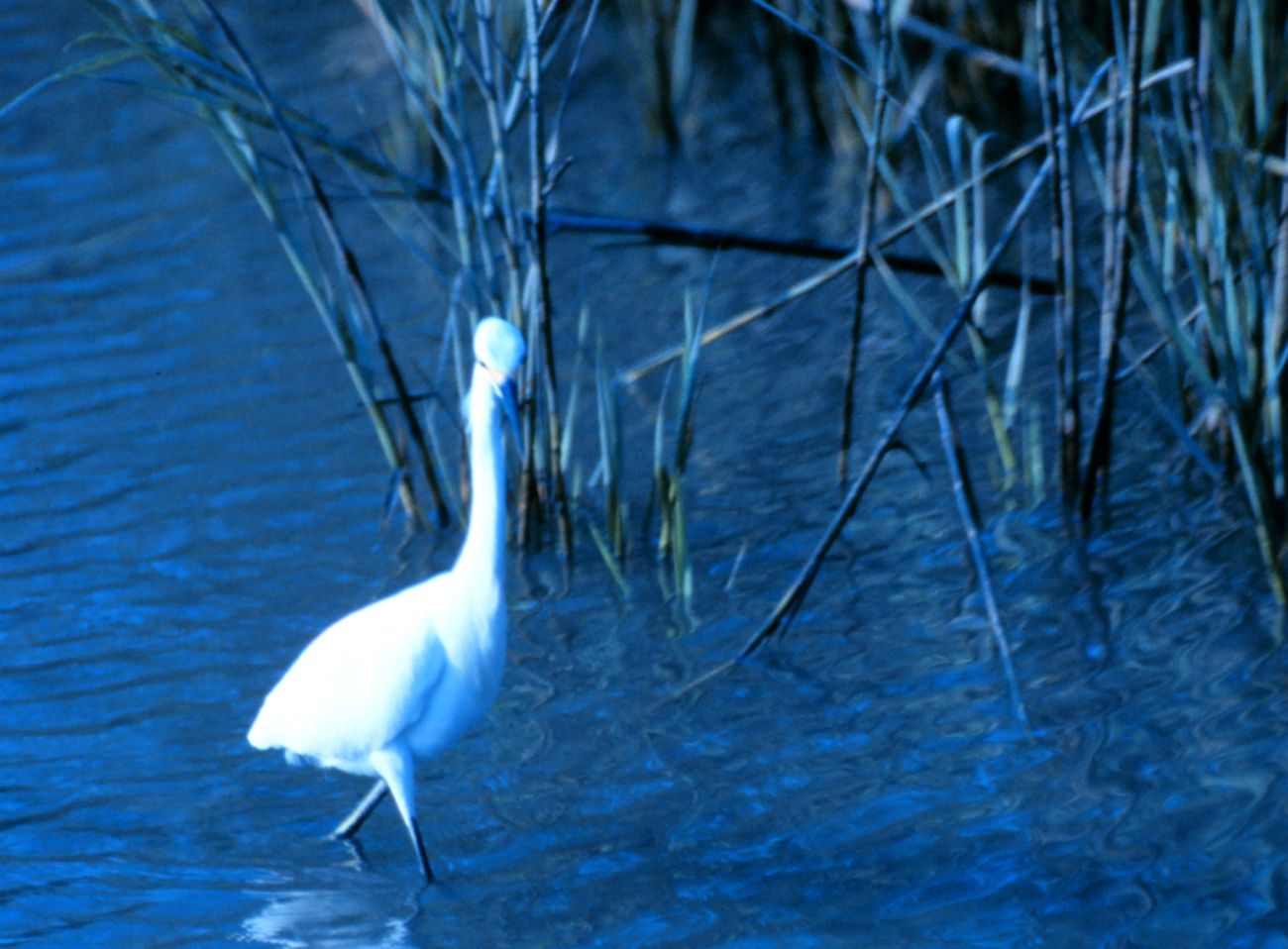 A great white egret in the tidal waters of Charleston harbor (Image credit: Mr. Sean Linehan) A great white egret in the tidal waters of Charleston harbor