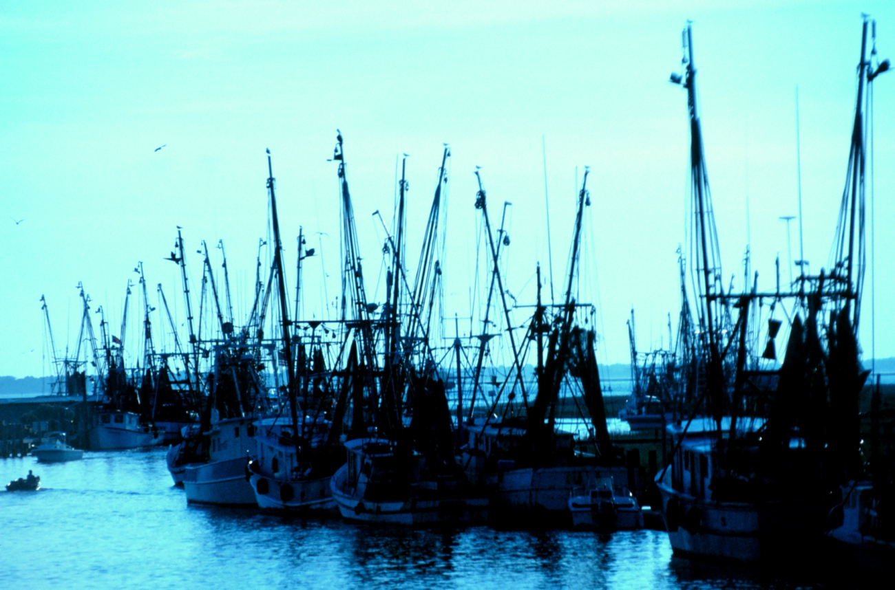 Part of the shrimp fleet near Charleston (Image credit: Mr. Sean Linehan) Part of the shrimp fleet near Charleston
