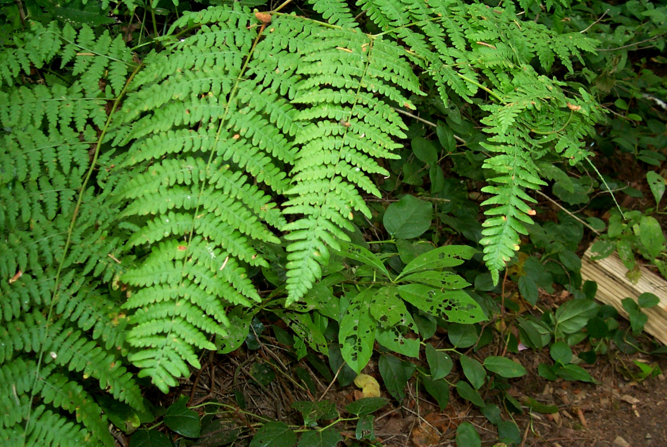 Graceful ferns adorn coastal forested regions in Oregon (Image credit: Carol Baldwin) Graceful ferns adorn coastal forested regions in Oregon
