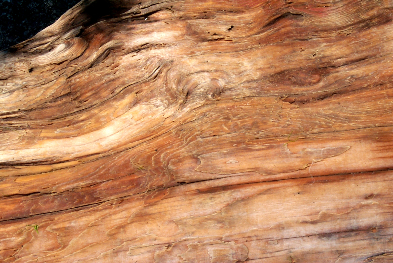 Driftwood trunk of a cedar tree (Image credit: Carol Baldwin) Driftwood trunk of a cedar tree