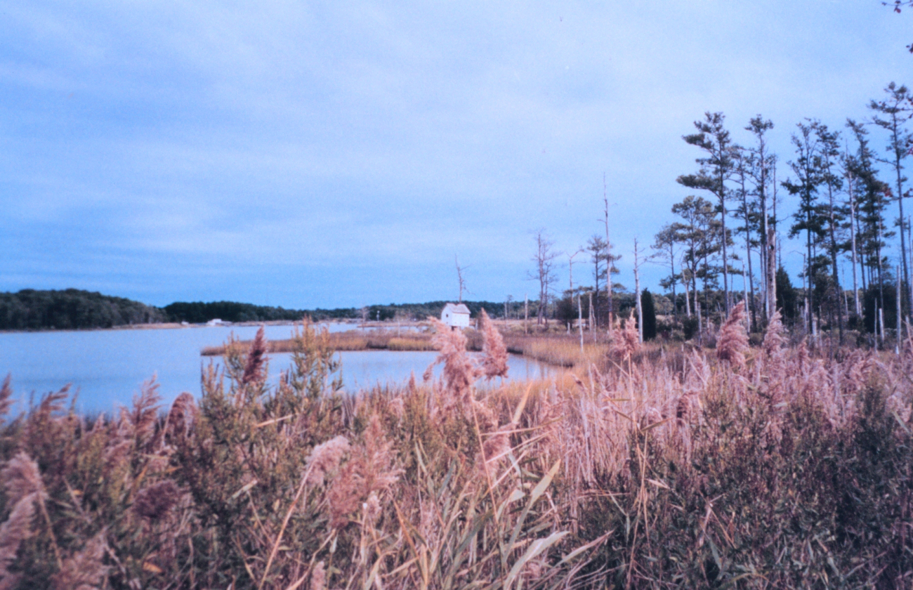 Marsh area behind Point Lookout State Park (Image credit: Mary Hollinger) Marsh area behind Point Lookout State Park
